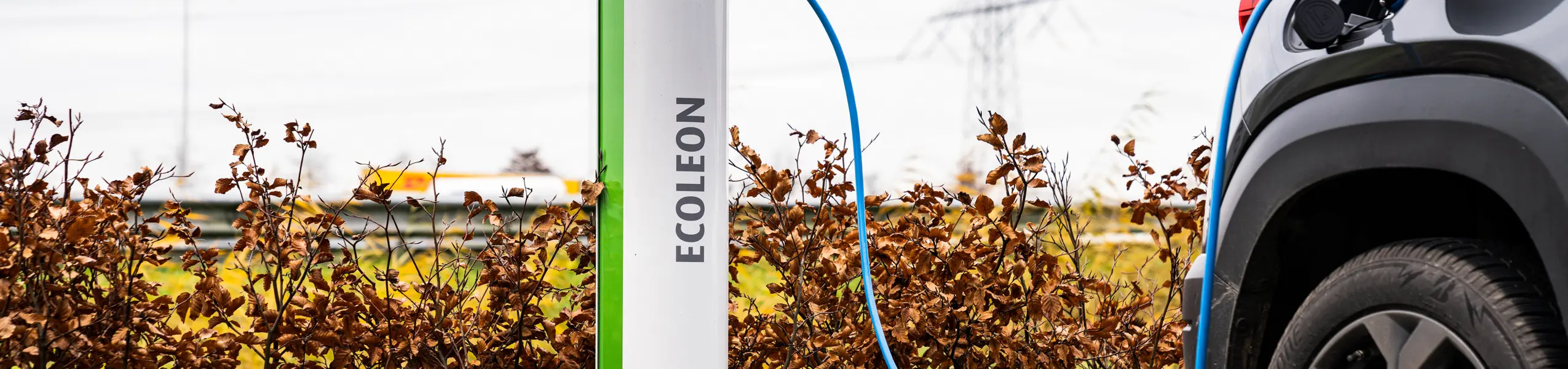 Ecoleon-83-detail.jpg